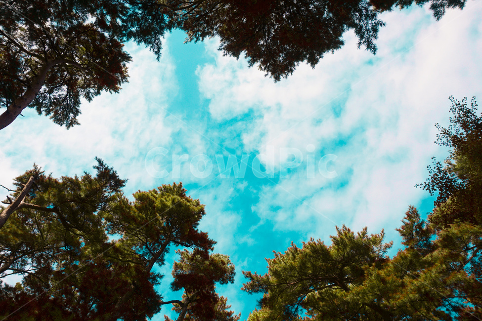 tree,나무,plant,식물,선명한