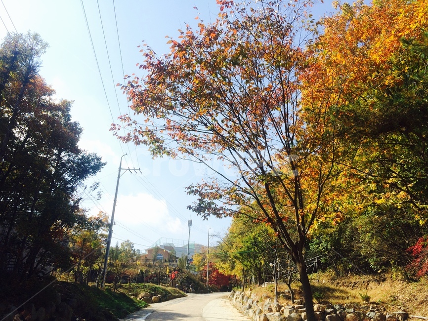 나무,plant,식물,tree,가을,가을,계절,fall,autumn,season