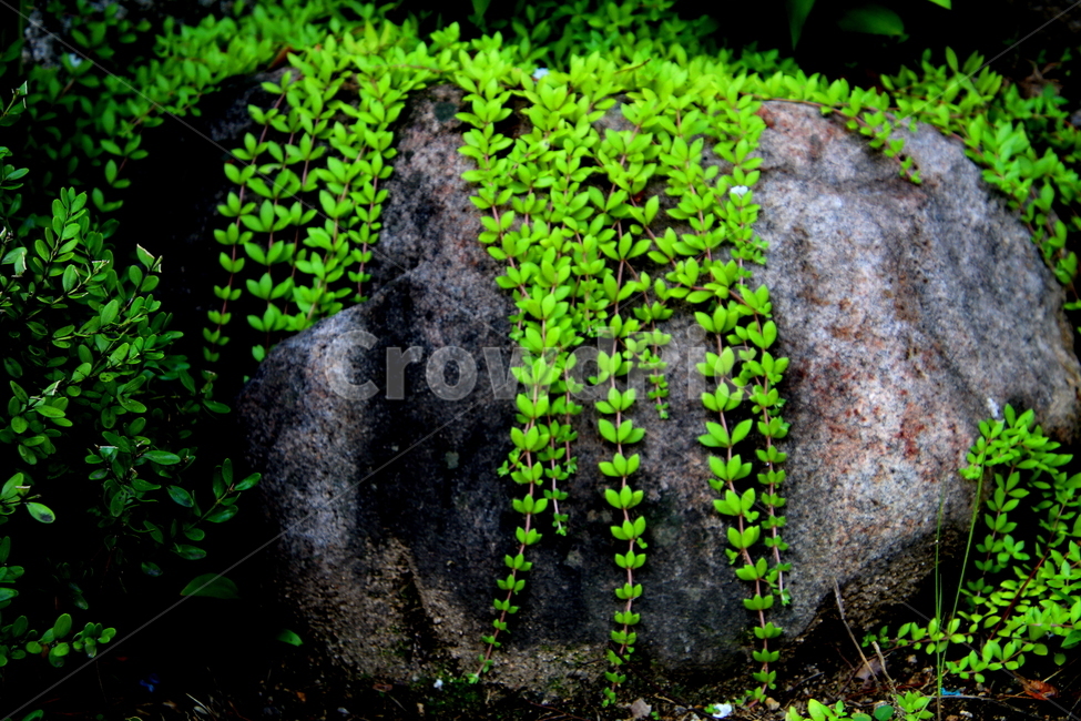 식물,풍경,자연,계절,plant,식물,자연,plants,nature