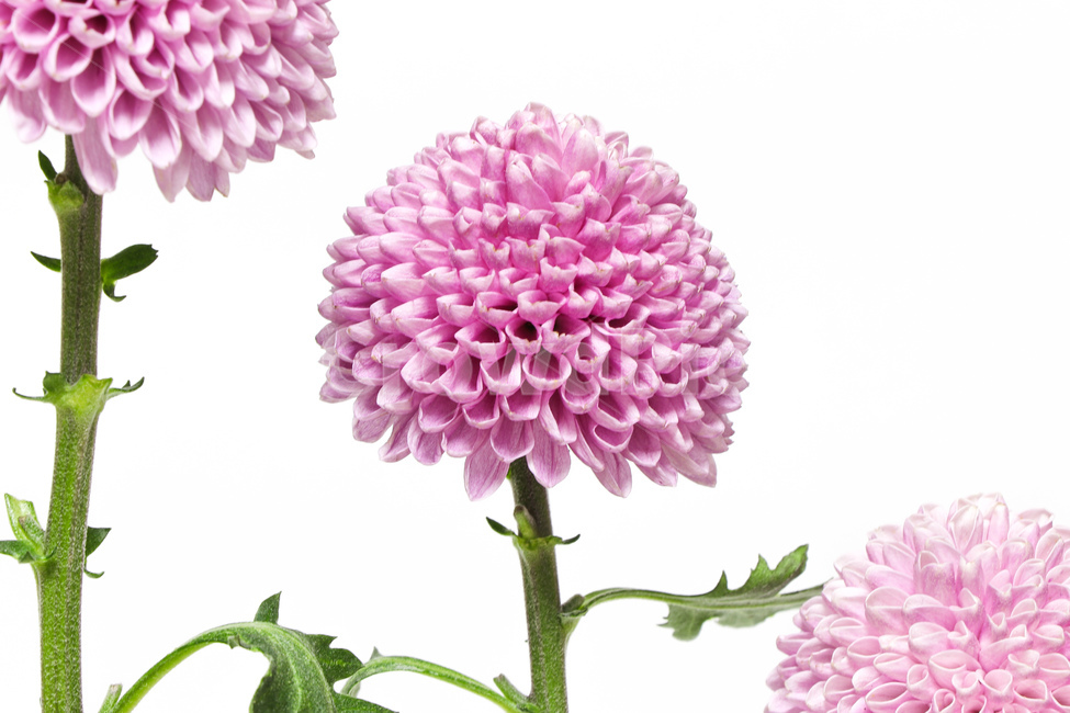 dahlia,달리아,plant,식물,blossom,꽃,flower,꽃,flower