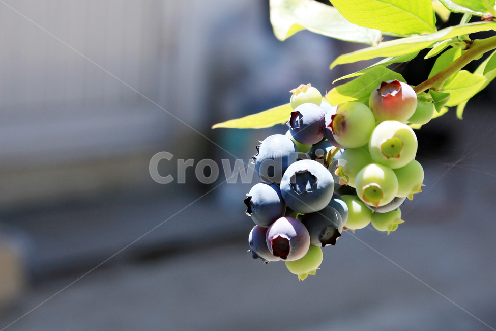 블루베리,블루베리열매,블루베리과일,블루베리재배,블루베리농사,과일,열매,fruit,농업,농사,agriculture,farming,farming industry