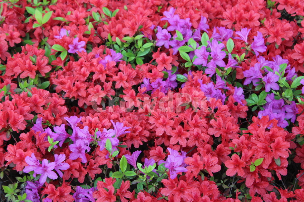 꽃,철쭉,야생화,길꽃,진달래,봄,계절,spring,season,식물,자연,plants,nature,꽃,flower,blossom,geranium,제라늄,plant,petal,꽃잎