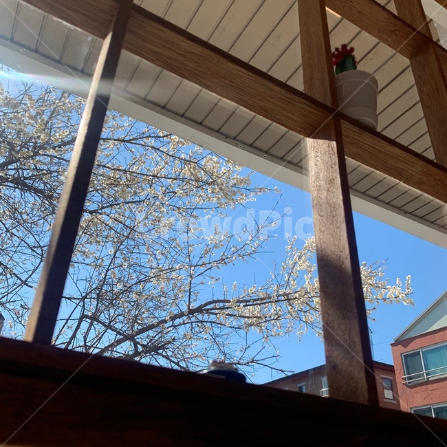 window,창문,건축물,architecture,벚꽃,매화,햇빛