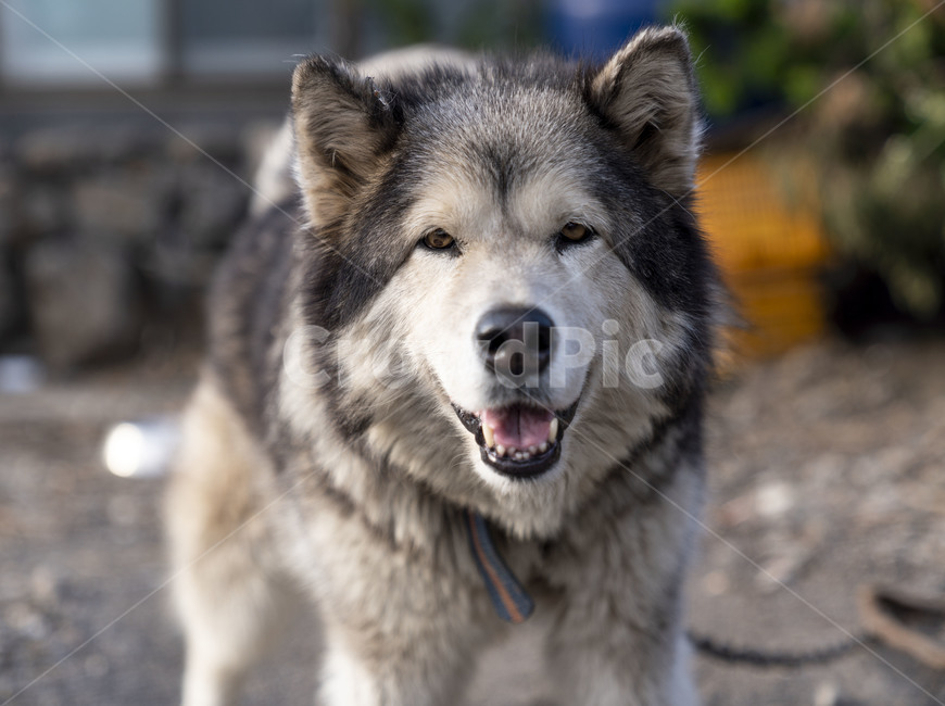 개,동물,말라뮤트,미소,웃음,dog,눈싸움,품종견,중형견,대형견,썰매견,animal,동물,animal,포유류,mammal,개,강아지,dog,doggy