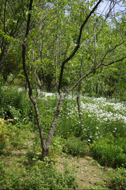 초록,나무,잎,꽃,flower,식물,plant,계절,봄,spring,자연,풍경,nature,landscape,tree,outdoors,옥외,vegetation,초목