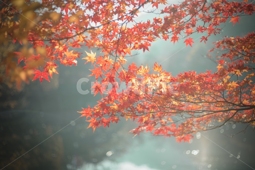 단풍,울긋불긋,주황,내장사,축제,단풍축제,출사,사진,가을,가을,계절,fall,autumn,season,식물,자연,plants,nature,감성,sensible,feeling,휴식,힐링,rest,relaxation,healing,leaf,잎,plant,tree,나무,maple