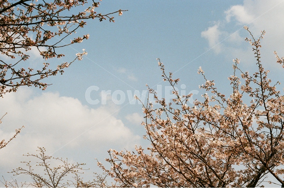 봄,벚꽃,하늘,sky,cherryblossom,spring,cloud,구름,나뭇가지,벚나무,흰색,분홍,핑크,봄풍경,landscape,pink,white,tree,봄꽃,springflower,필름사진,filmphotography,film,sakura,감성사진,skyblue,branch,봄,계절,spring,season,자연,풍경,nature,landscape,plant,식물