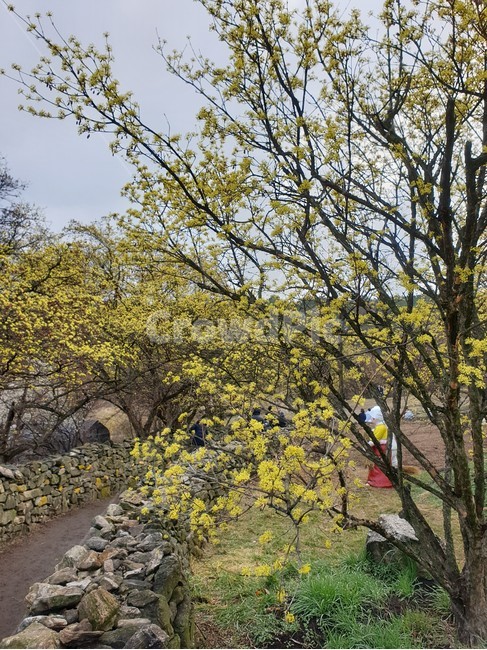 treetrunk,나무,plant,식물,나무줄기,tree,봄,계절,spring,season
