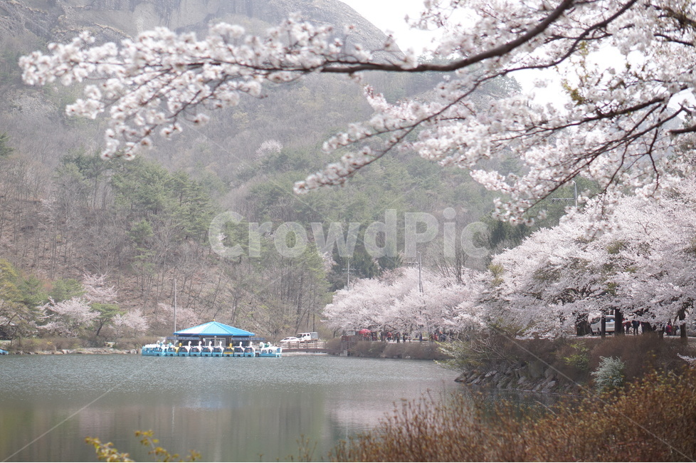벚꽃,마이산,호수,봄,흐림,풍경,산,봄,계절,spring,season,자연,풍경,nature,landscape,한국자연풍경,한국자연경관,korea nature landscape,식물,plants,꽃,flower,plant,blossom,cherry blossom