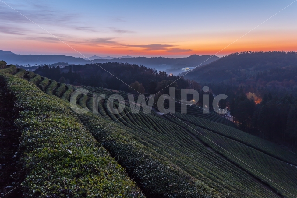 일출,여명,보성,녹차,대한다원,녹차밭,자연,풍경,nature,landscape,한국자연풍경,한국자연경관,korea nature landscape,산업,industry,industrial,농업,농사,agriculture,farming,farming industry,outdoors,옥외