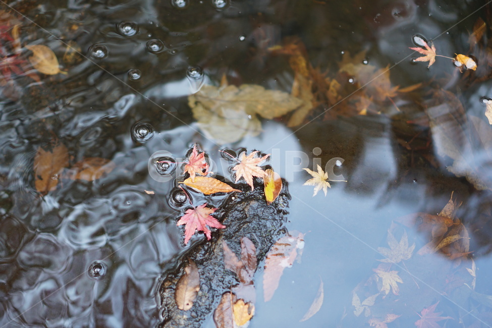 단풍,단풍놀이,가을,낙엽,가을산,힐링,가을,계절,fall,autumn,season,plant,식물,leaf,잎