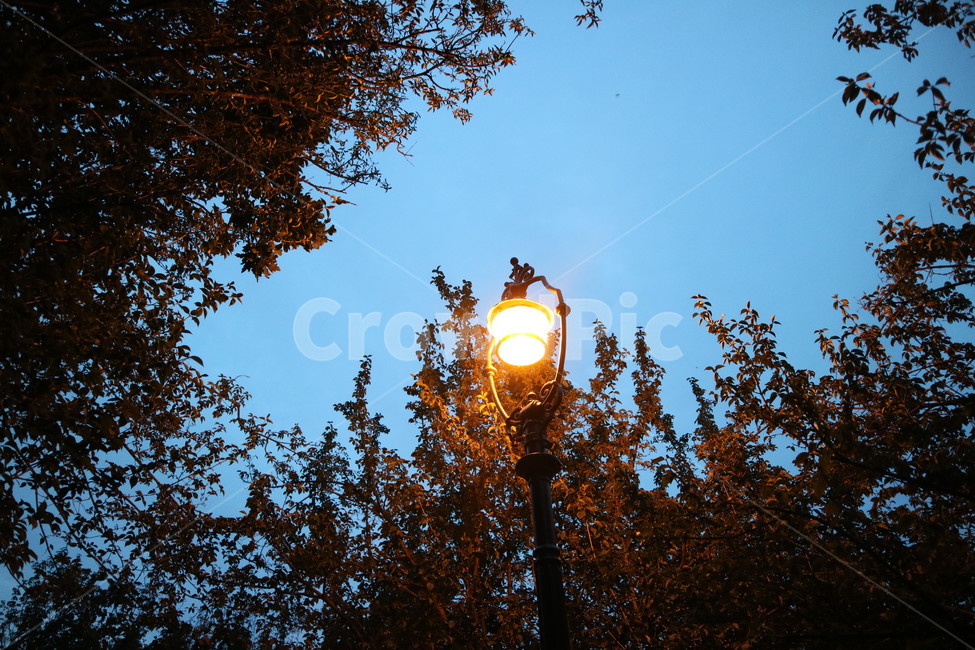 lamppost,램프포스트,가로등,야경,나무,tree,하늘,sky,빛,유럽,여행,유럽여행,관광,야경,밤,풍경,nightscape,night,landscape,lamp post,램프 포스트
