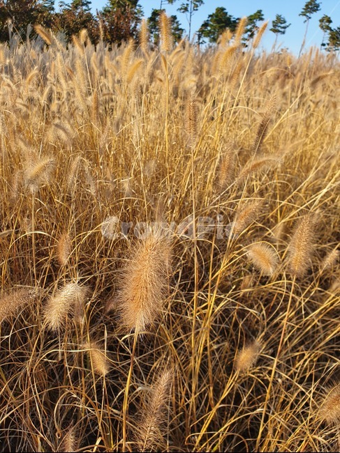 grain,plant,가을,갈대,강아지풀