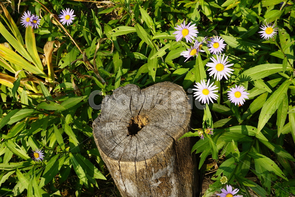 자연,나무,식물,꽃,flowers,식물,자연,plants,nature,꽃,flower