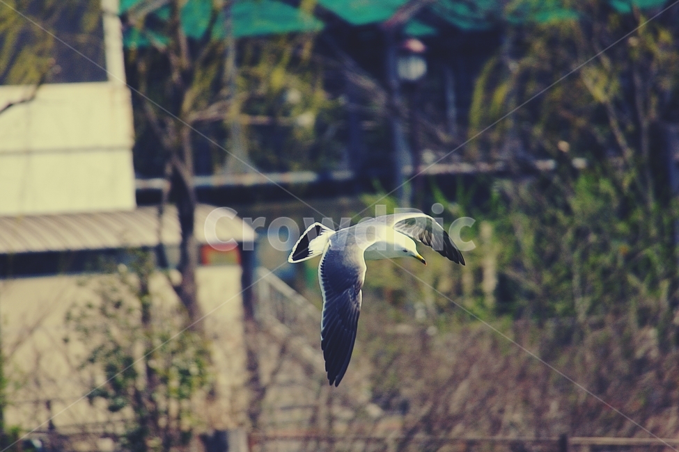 갈매기,seagull,새,bird,비행,flight,비상,날개,wing,동물,animal,조류,새,birds,감성,sensible,feeling