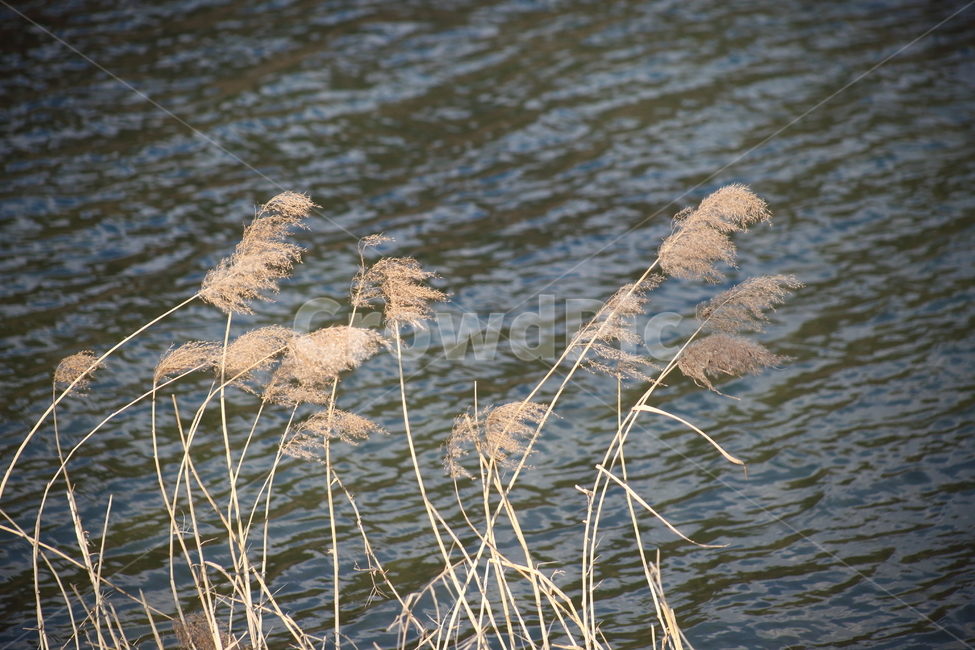 강물,식물,풀,갈대,commonreed,겨울,grass,잔디,plant,lawn,reed