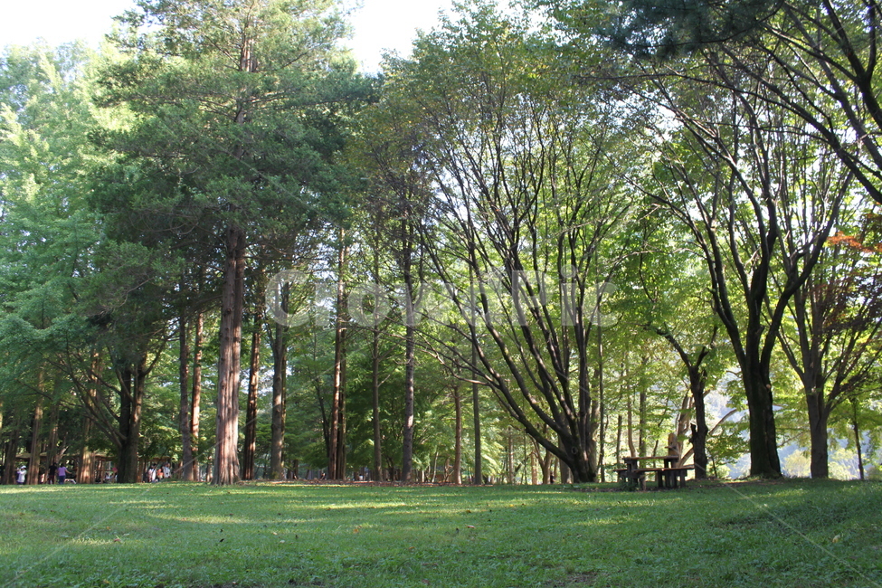 나무,숲,울창,여름,휴식,자연,자연,풍경,nature,landscape,휴식,힐링,rest,relaxation,healing,plant,식물,grass,잔디,woodland,삼림지,forest,outdoors,옥외,vegetation,초목,land,땅,tree,lawn,park,공원,grove,작은 숲