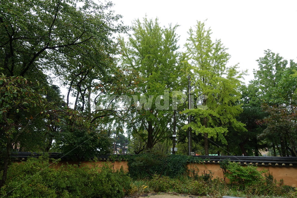 나무,자연,풍경,나무줄기,식물,자연,풍경,nature,landscape,tree,plant,tree trunk,나무 줄기