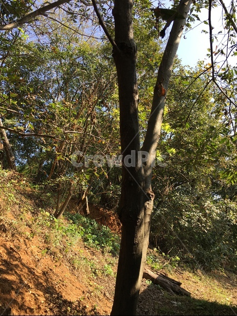 tree,나무,treetrunk,나무줄기,plant,식물,나무,trees,wood