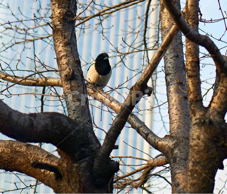 새,조류,동물,bird,까치,animal,동물보호,nature,자연,동물,animal,조류,새,birds