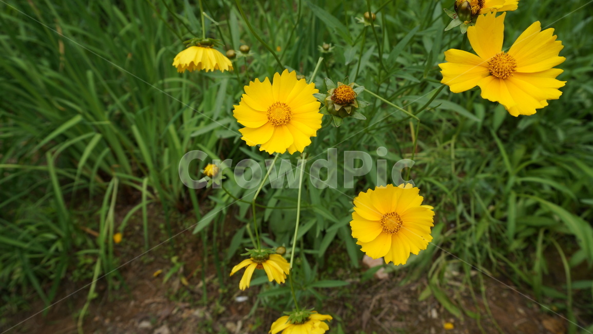 꽃,자연,식물,꽃축제,예쁜꽃,식물,자연,plants,nature,꽃,flower