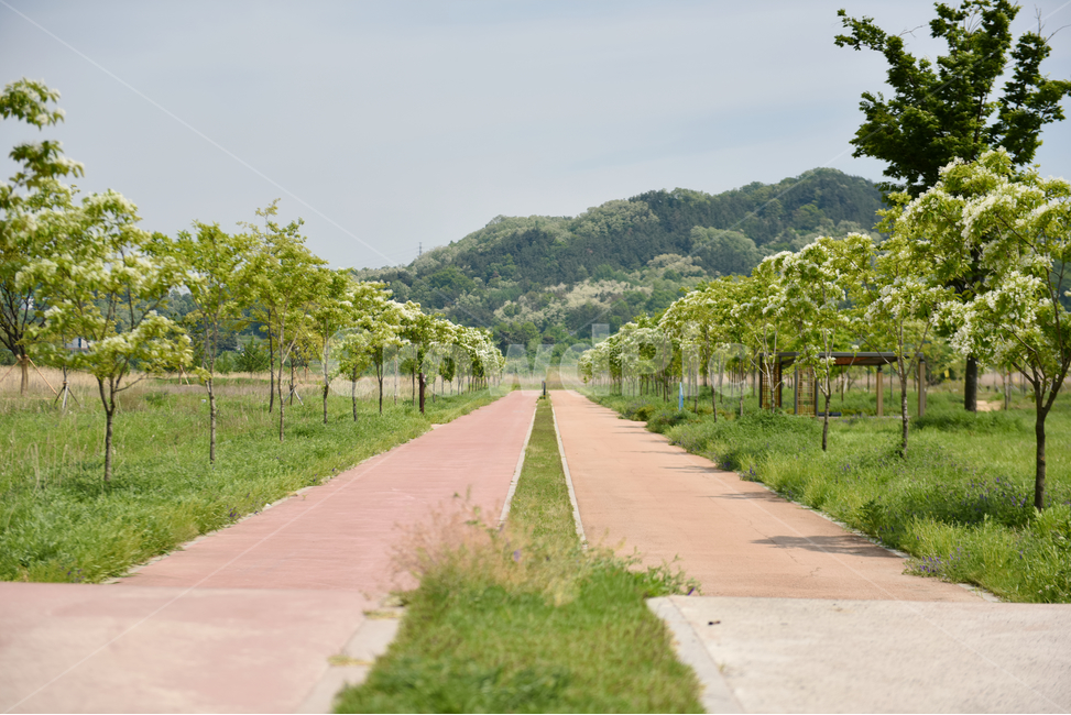 꽃,자연,접사,힐링,신선함,season,plants,nature,flower,sensible,feeling,색깔,색상,색채,색감,colorsense,colorsensitivity,feelingofcolor,감성,평온함,느낌,휴식,드라이플라워,나무,녹색
