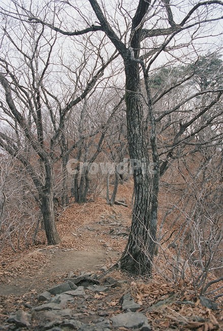 월악산,자연풍경,등산로,계절,늦가을,worakmountain,naturalscenery,climbingroute,season,latefall,자연,풍경,nature,landscape,ground,바닥,tree,나무,plant,식물,tree trunk,나무 줄기