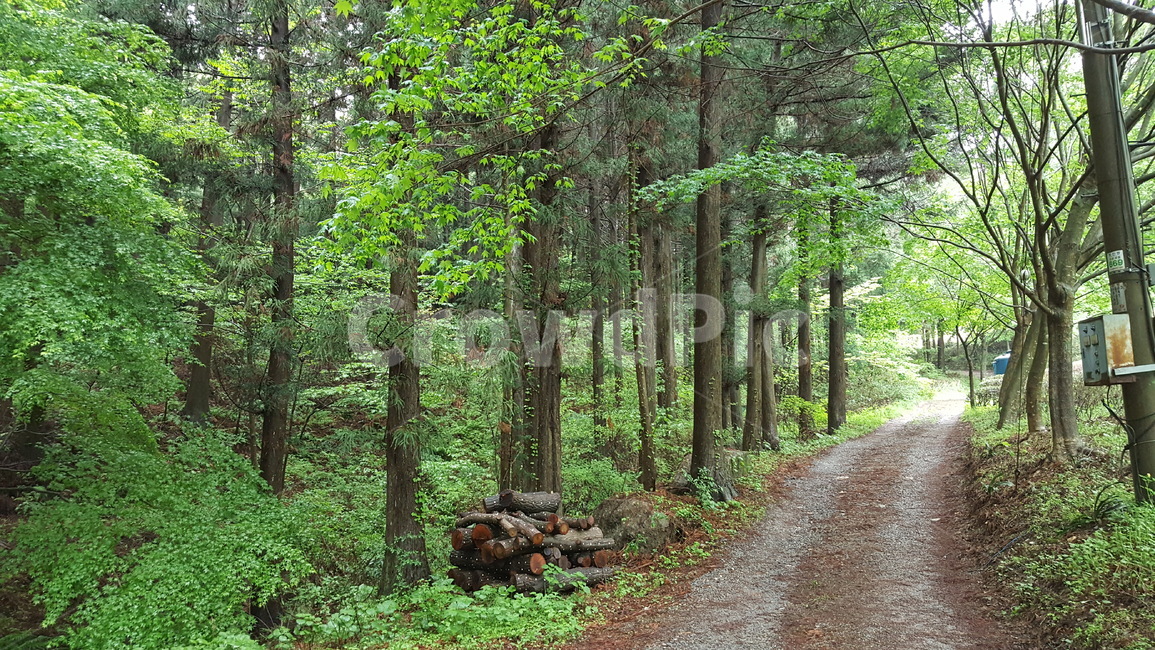길,풍경,자연,편백나무,식물,연두,자연,풍경,nature,landscape,gravel,자갈,road,도로,dirt road,흙길,ground,바닥,path,통로