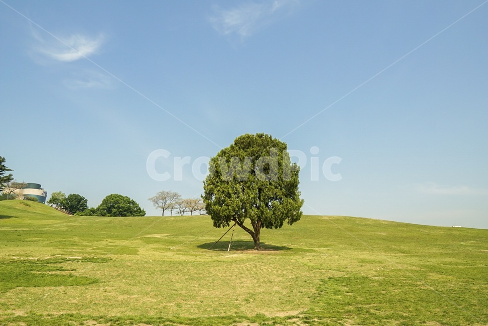 올림픽공원,나홀로나무,풍경,나무,여름,tree