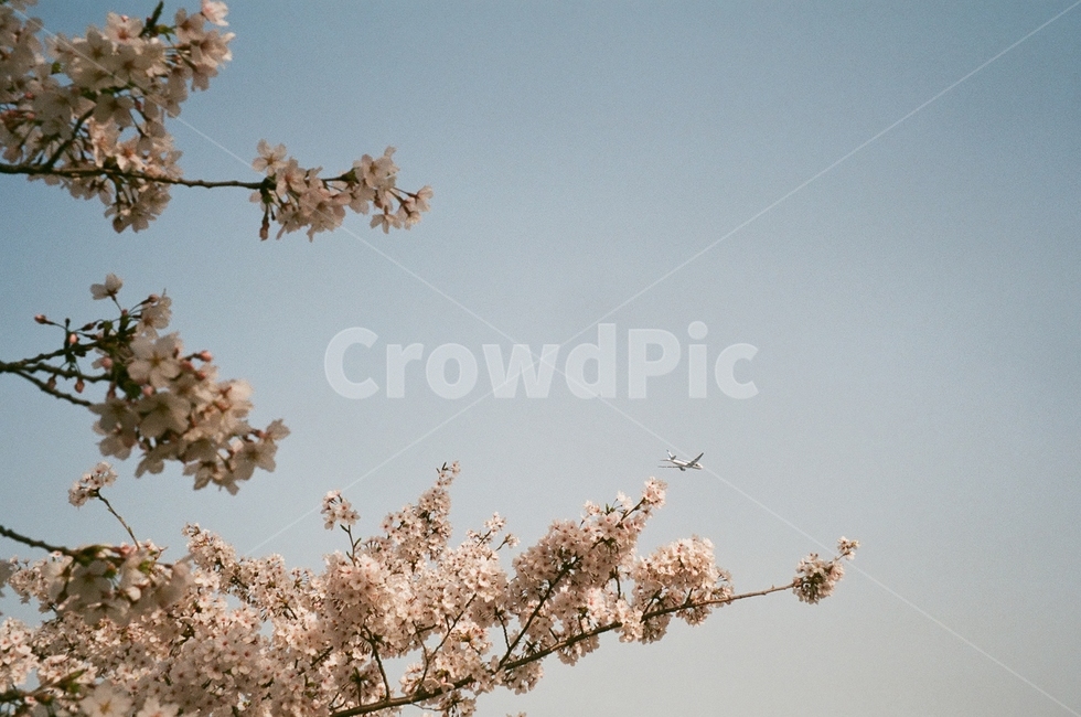 벚꽃,블라썸,blossom,spring,sky,하늘,분홍색,꽃