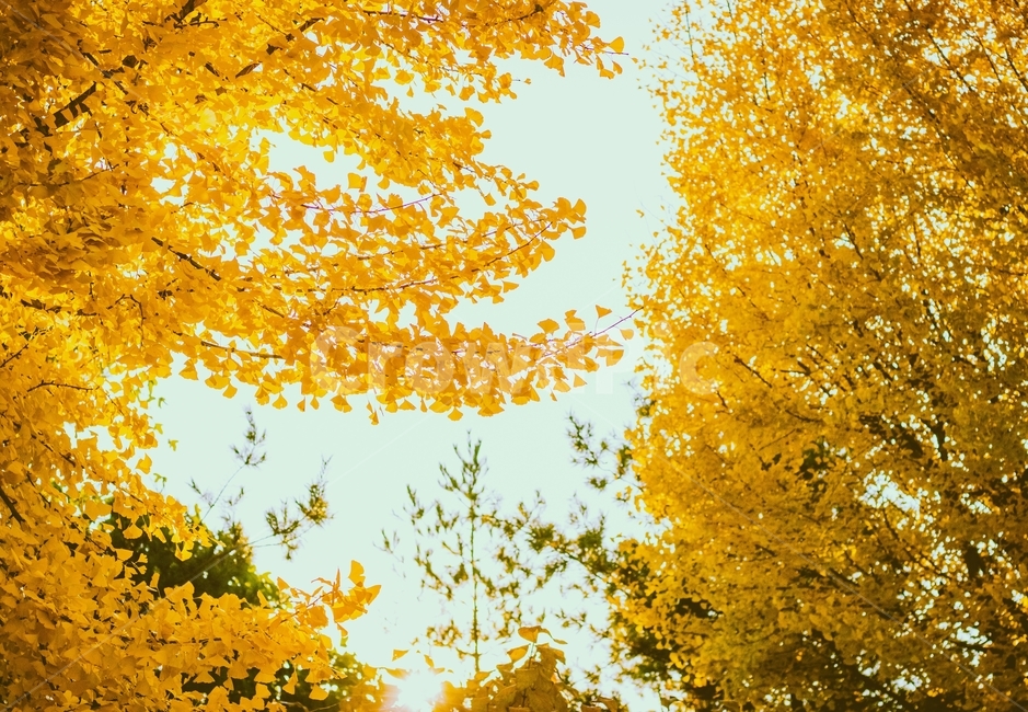 납역,가을,단풍,노랑색,은행나무,하늘,금빛,가을,계절,fall,autumn,season,자연,풍경,nature,landscape,plant,식물,leaf,잎,maple,tree,나무