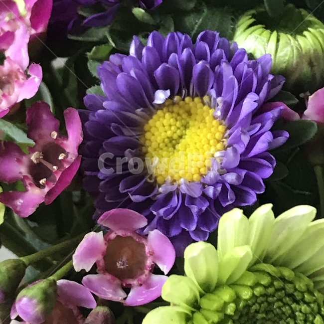 꽃,식물,감성,근접샷,flower