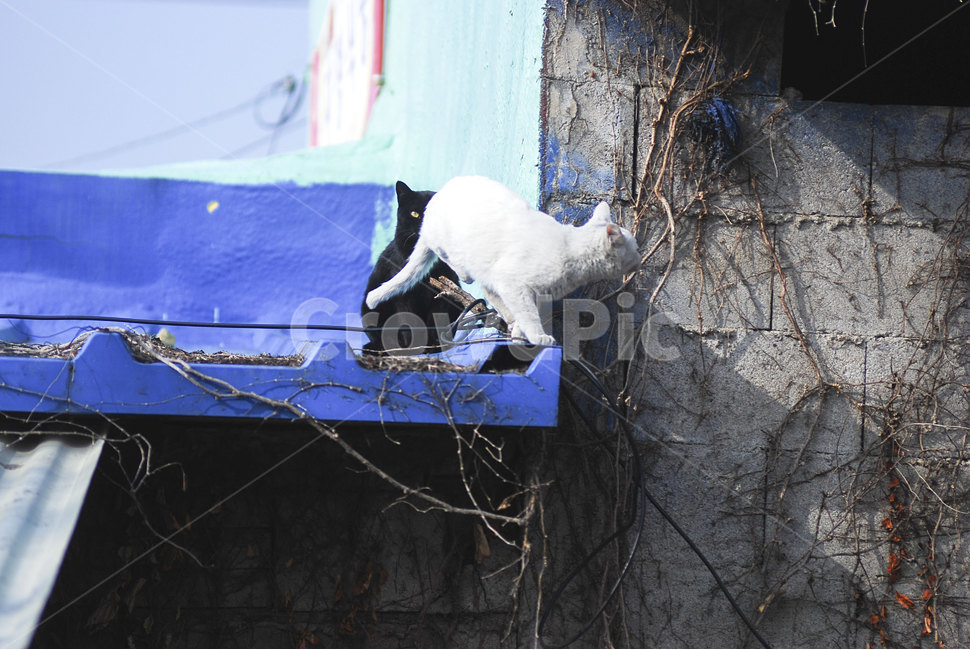 고양이,냥이,동물,길고양이,지붕,흰고양이,검은고양이,cat,animal,mammalia