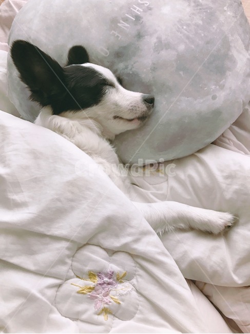 우리집,강아지,개,빠삐용,나미,낮잠,달,이불,베개,귀여운,cute,점박이,sleep,잠,동물,animal,포유류,mammal,개,강아지,dog,doggy