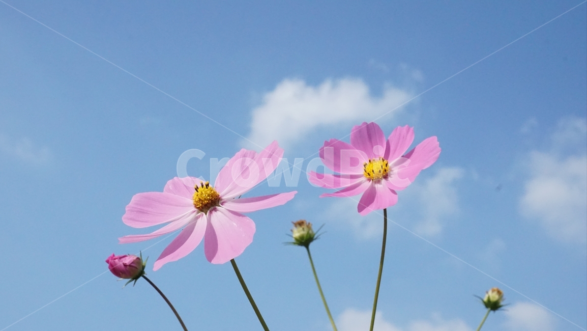 가을,가을하늘,파란하늘,코스모스,들꽃,가을,계절,fall,autumn,season,식물,자연,plants,nature,꽃,flower,plant