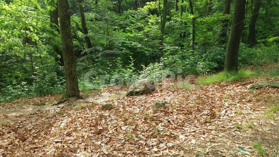 햇살,휴식,나무,숲,여유,평화
