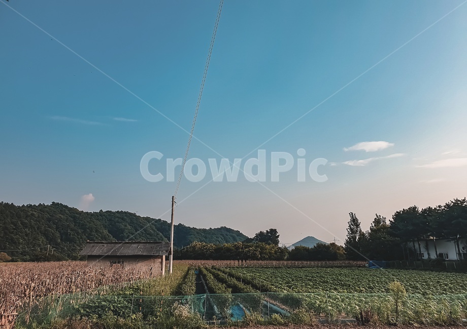 집,밭,시골,옥수수,노을