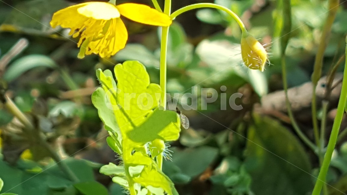 야생화,노랑꽃,애기똥풀,식물,자연,식물,자연,plants,nature,꽃,flower