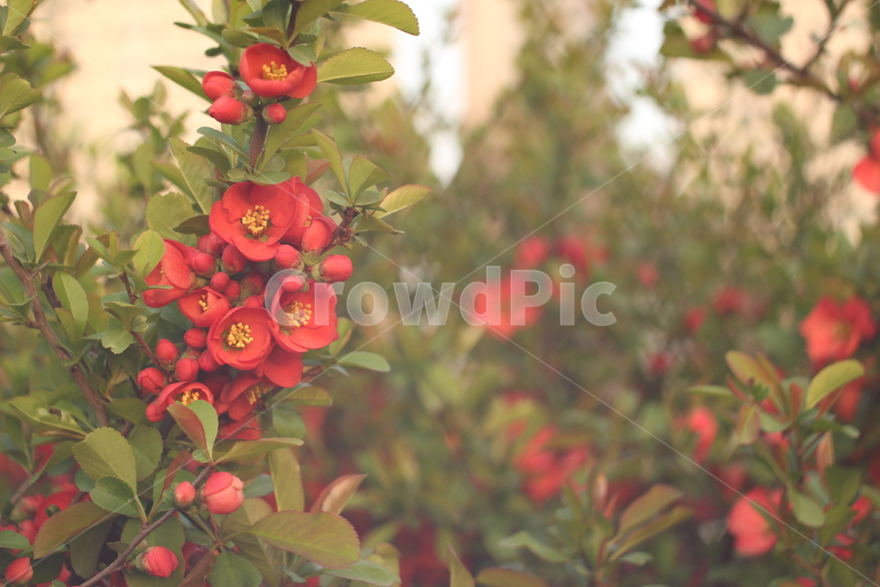 꽃,벚꽃,꽃사진,접사,하늘,봄,계절,spring,season,식물,자연,plants,nature,꽃,flower,감성,sensible,feeling,plant