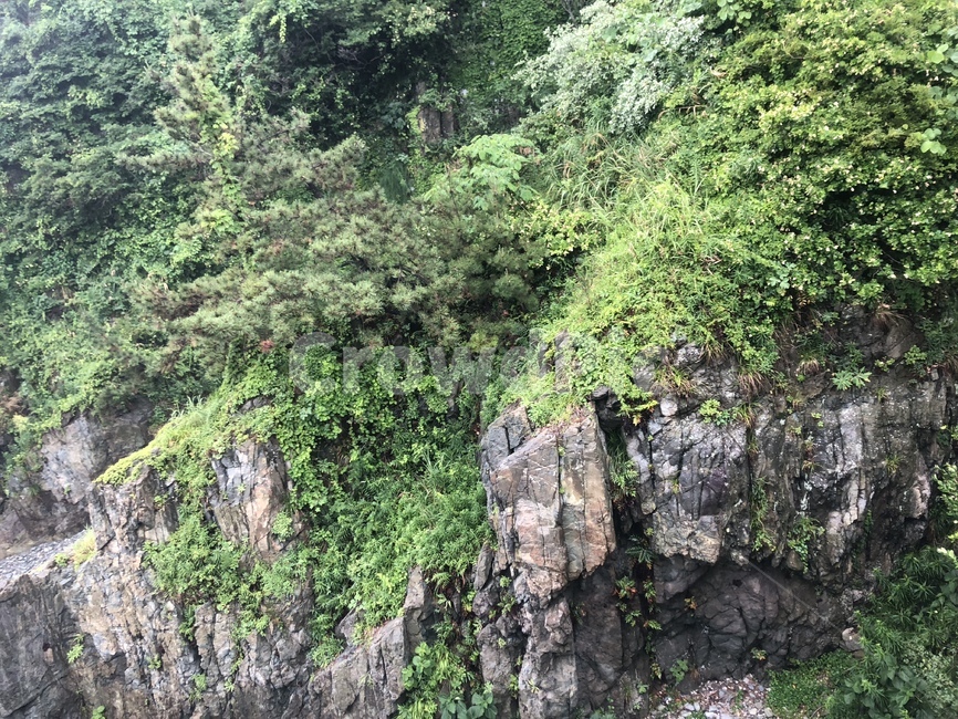 절벽,숲,초록색,나무,자연,잎사귀