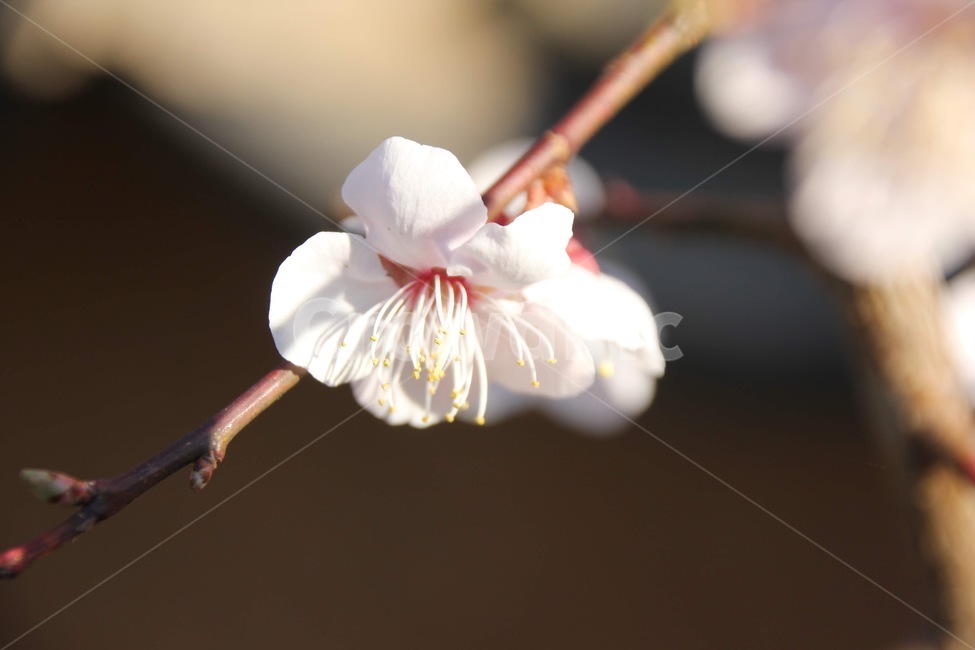 꽃,plant,blossom,벚꽃,매화,화분,flower,식물