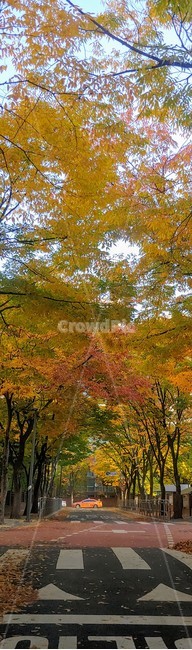 가을,도로위,일상,평화로움,휴식,가을,계절,fall,autumn,season,tree,나무,plant,식물,maple,단풍,leaf,잎