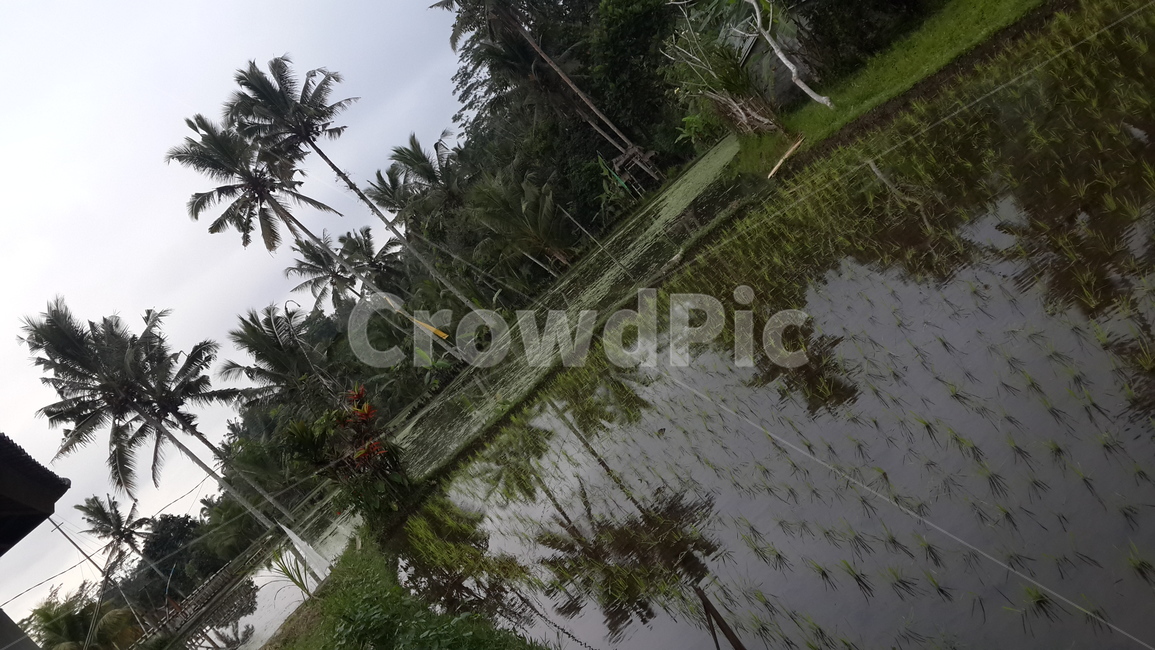 인도네시아,발리,우붓,논,반사,자연,물,indonesia,bali,ubud,ricefield,ricefields,nature,water,palmtree,tree,야자수,나무,reflection,농업,농사,agriculture,farming,farming industry