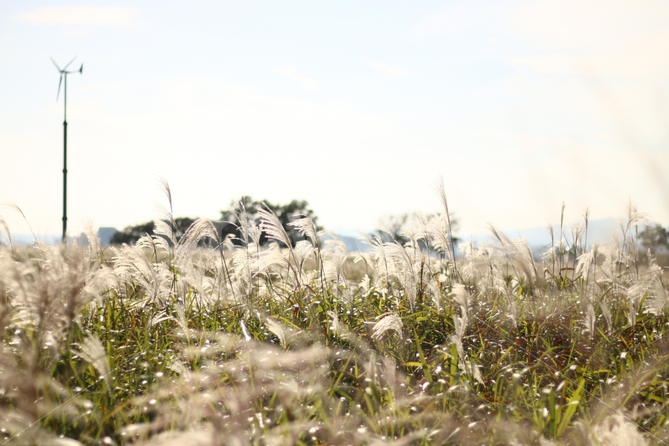 갈대,억새풀,가을,하늘공원,풍경,자연,자연,풍경,nature,landscape,가을,계절,fall,autumn,season,plant,식물,grass,잔디
