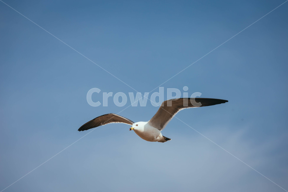 animal,갈매기,동물,bird,새,seagull
