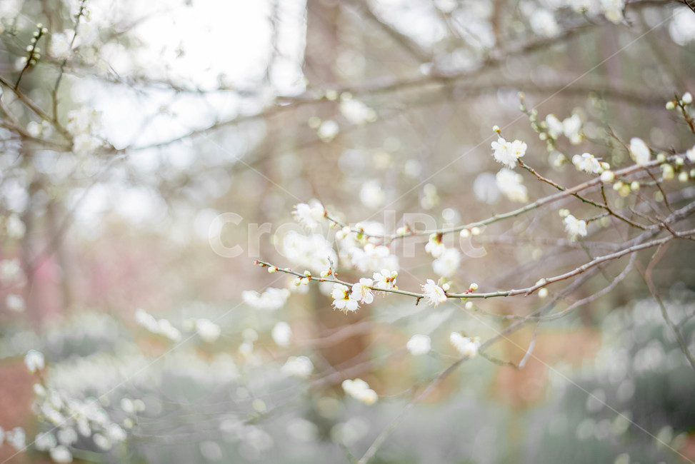 꽃,식물,매화나무,백매화,흰꽃,식물,자연,plants,nature,꽃,flower
