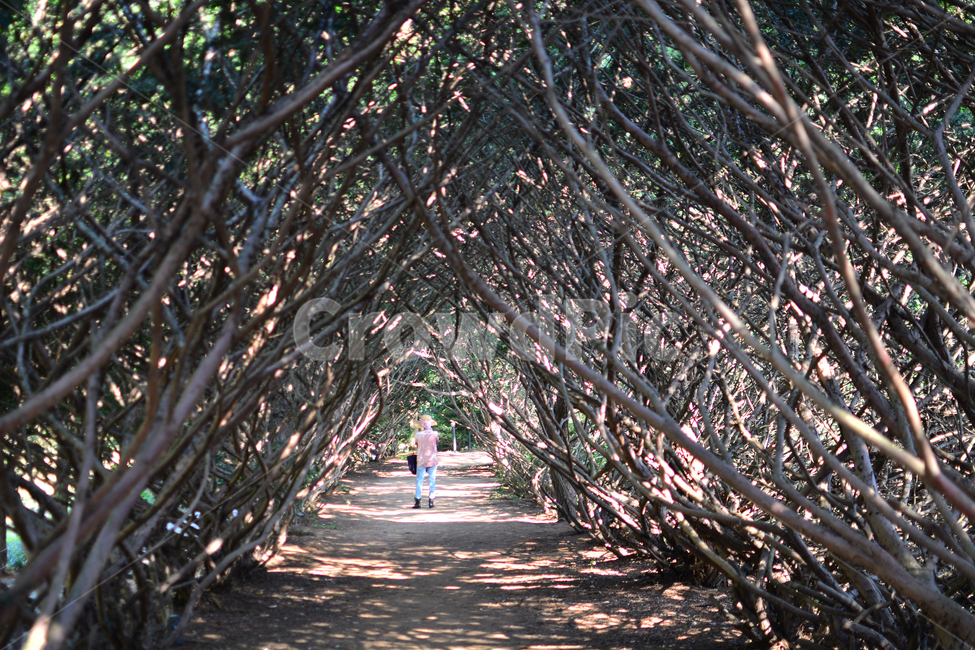 파주,자연,풀,나무,감성,풍경nature,landscape,한국자연풍경,한국자연경관,koreanaturelandscape,주목터널길,빛,햇빛,나무터널,가을,산책,나들이산책,autumn,계절눈부신,자연,풍경,nature,landscape,사람,인물,인간,human,person,여성,여자,woman,female,lady