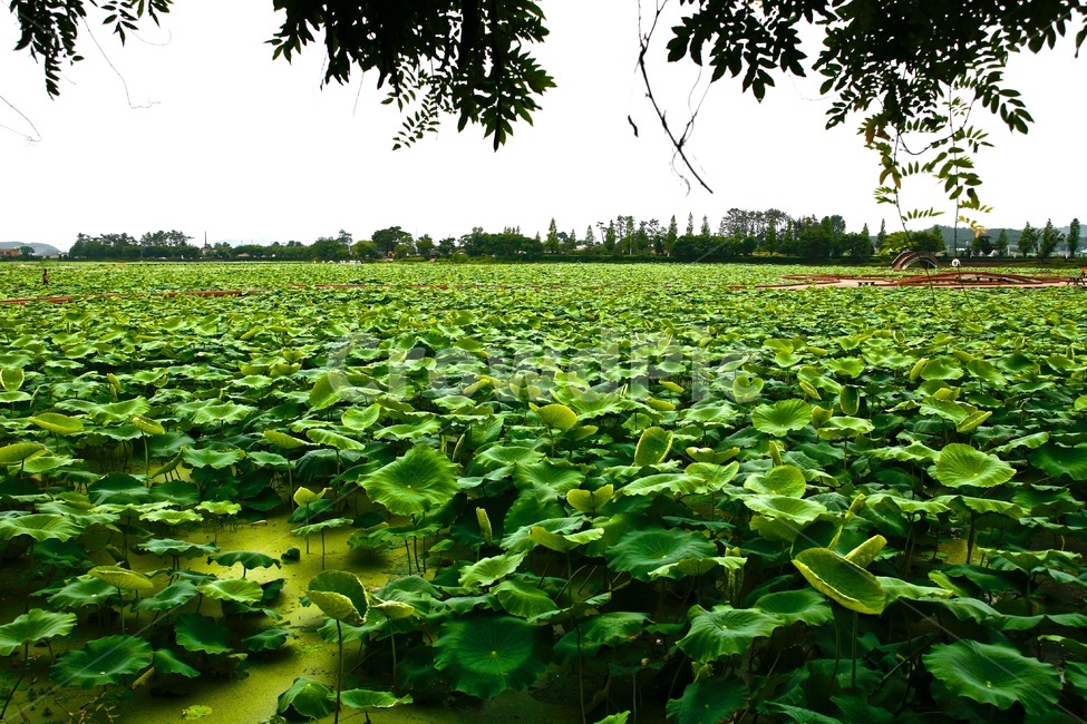 연잎,공원,녹색,lotus,green,식물,자연,plants,nature