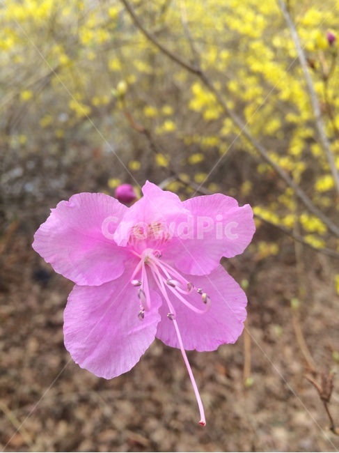봄,꽃,진달래,개나리,자연,식물,자연,plants,nature,꽃,flower