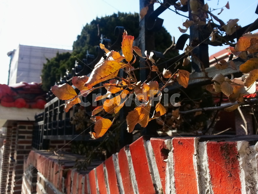 나뭇잎,겨울,측광,햇빛,담장,벽돌,빨간벽돌,식물,자연,plants,nature